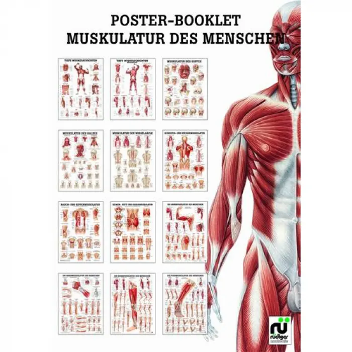 Mini Poster Booklet Booklet II - "Muskulatur"