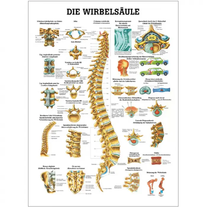 Die Wirbelsäule Mini-Poster 24x34cm | unlaminiert
