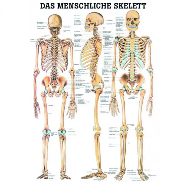 Das menschliche Skelett und Extremitäten Das menschliche Skelett | Poster 50 x 70 cm | laminiert