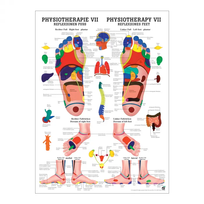 "Physiotherapie I-IX" Physiotherapie VII-Reflexzonen Fuß | Poster 50 x 70 cm | unlaminiert