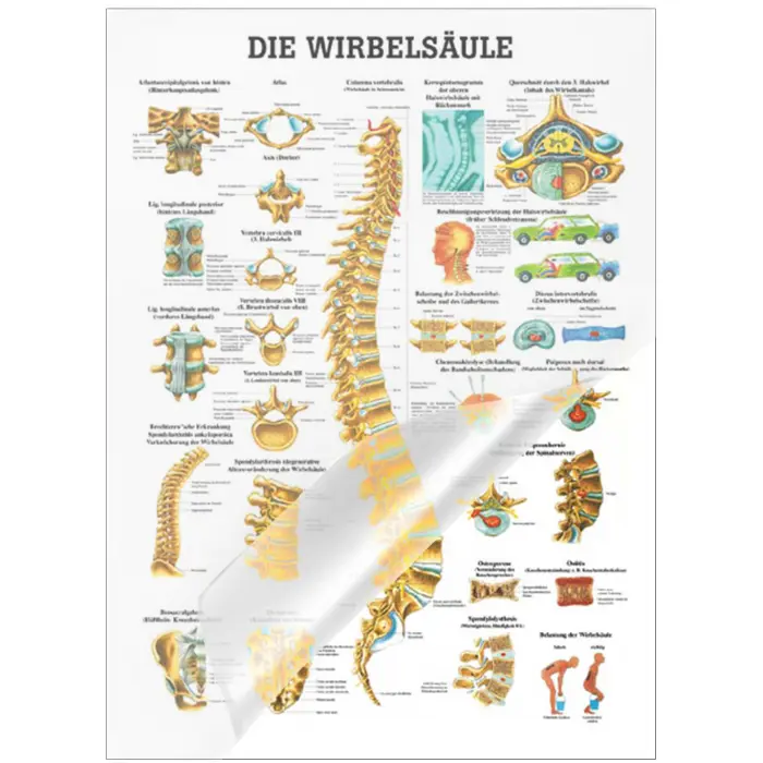 Die Wirbelsäule Poster 50x70cm | laminiert