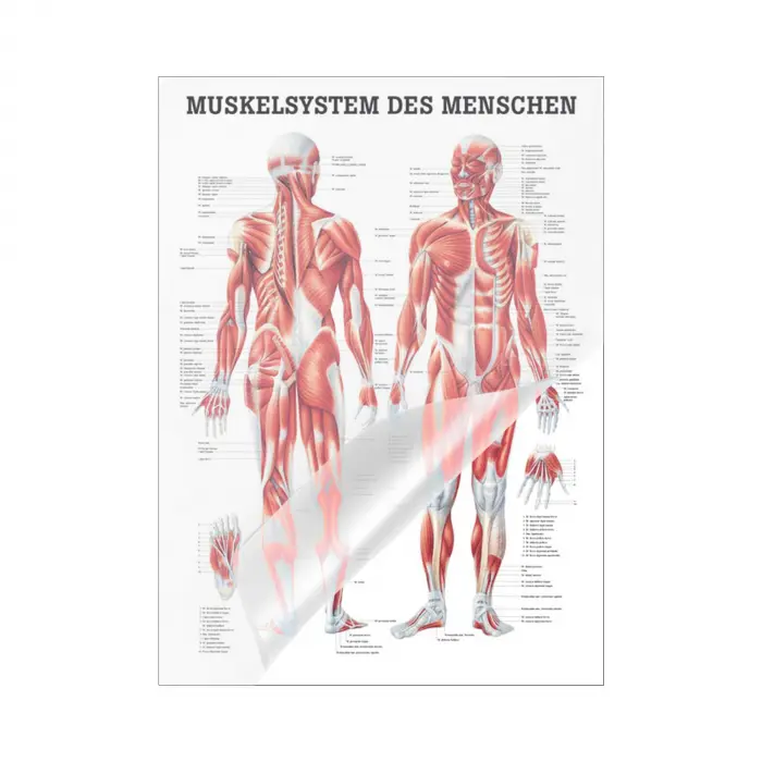 "Muskelsystem des Menschen" von verschiedenen Körpersequenzen Das Muskelsystem des Menschen | Mini-Poster 24 x 34 cm | laminiert