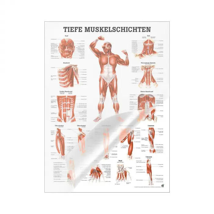"Muskelsystem des Menschen" von verschiedenen Körpersequenzen Tiefe Muskelschichten - Vorderansicht | Mini-Poster 24 x 34 cm | laminiert