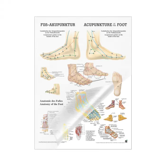 Miniposter "Körperakupunktur" Fußakupunktur | Mini-Poster 24 x 34 cm | laminiert