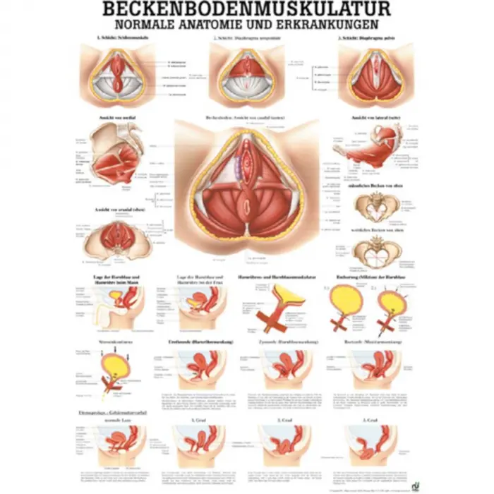 Beckenbodenmuskulatur Poster 50 x 70 cm | unlaminiert