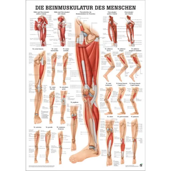 "Muskelsystem des Menschen" von verschiedenen Körperextremitäten Beinmuskulatur des Menschen | Mini-Poster 24 x 34 cm | unlaminiert