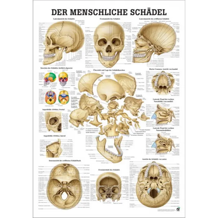 Der menschliche Schädel Die Schädelknochen des Menschen | Mini-Poster 24 x 34 cm | unlaminiert