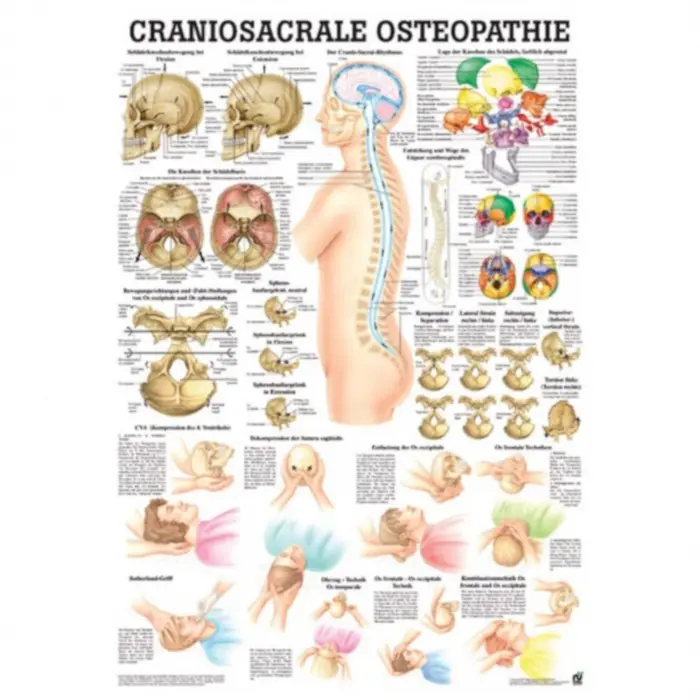 Der menschliche Schädel Craniosacrale Osteopathie | Mini-Poster 24 x 34 cm | laminiert