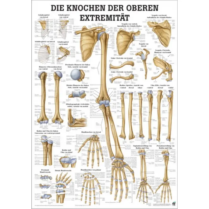 Mini-Poster, Poster und Lehrtafeln der  "Unteren und oberen Extremitäten des Menschen" Die Knochen der oberen Extremität | Mini-Poster 24 x 34 cm | unlaminiert