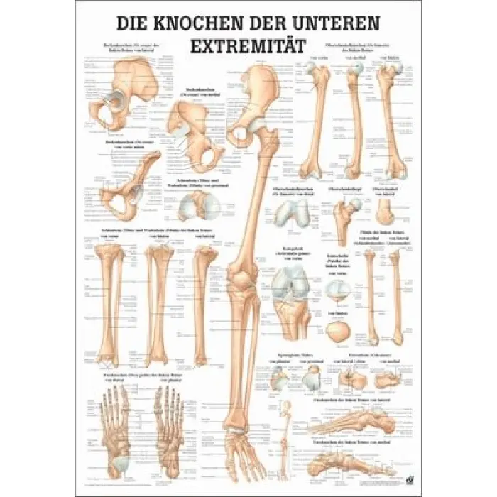 Mini-Poster, Poster und Lehrtafeln der  "Unteren und oberen Extremitäten des Menschen" Die Knochen der unteren Extremität | Lehrtafel 70 x 100 cm | unlaminiert
