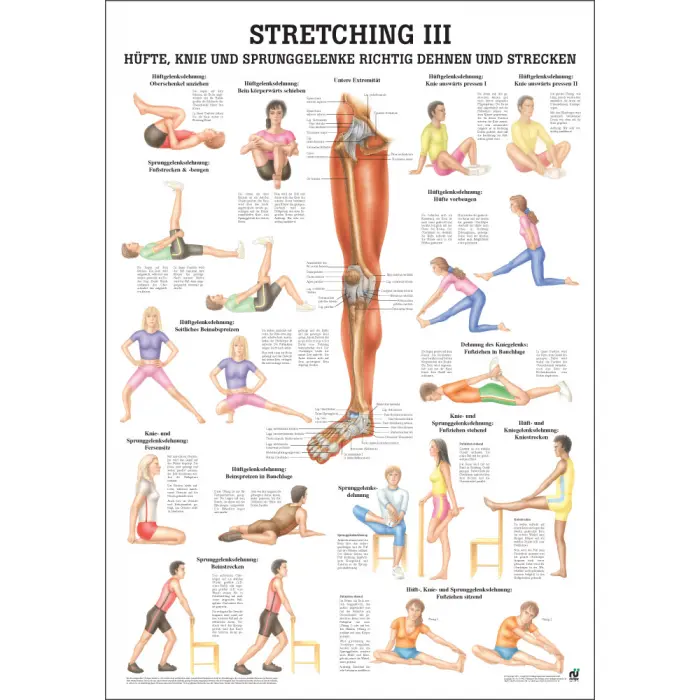 "Stretching I, II und III'' Stretching III Hüfte u. Knie | Lehrtafel 70 x 100 cm | laminiert