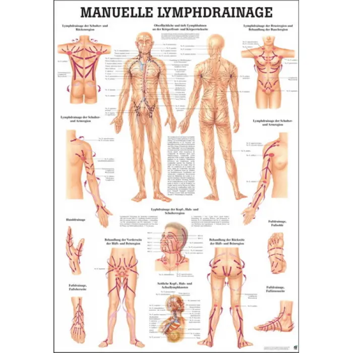 "Das Lymphsystem des Menschen" und "Lymphdrainage" Manuelle Lymphdrainage | Lehrtafel 70 x 100 cm | unlaminiert
