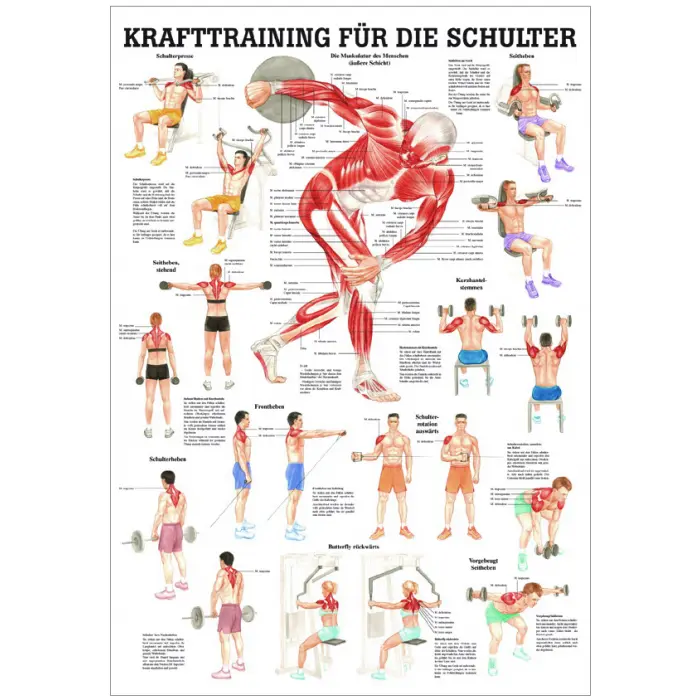 Krafttraining für die Schulter Mini-Poster 24 x 34 cm | laminiert