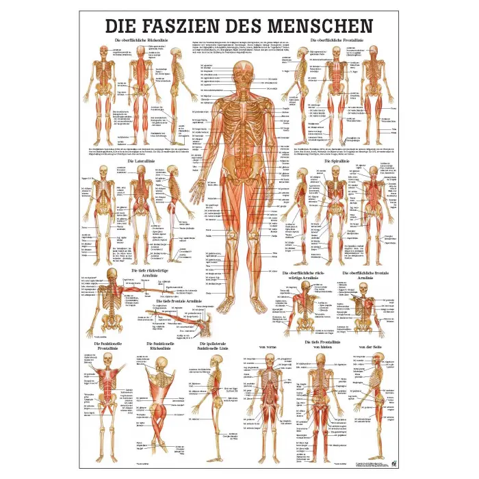 Die Faszien des Menschen