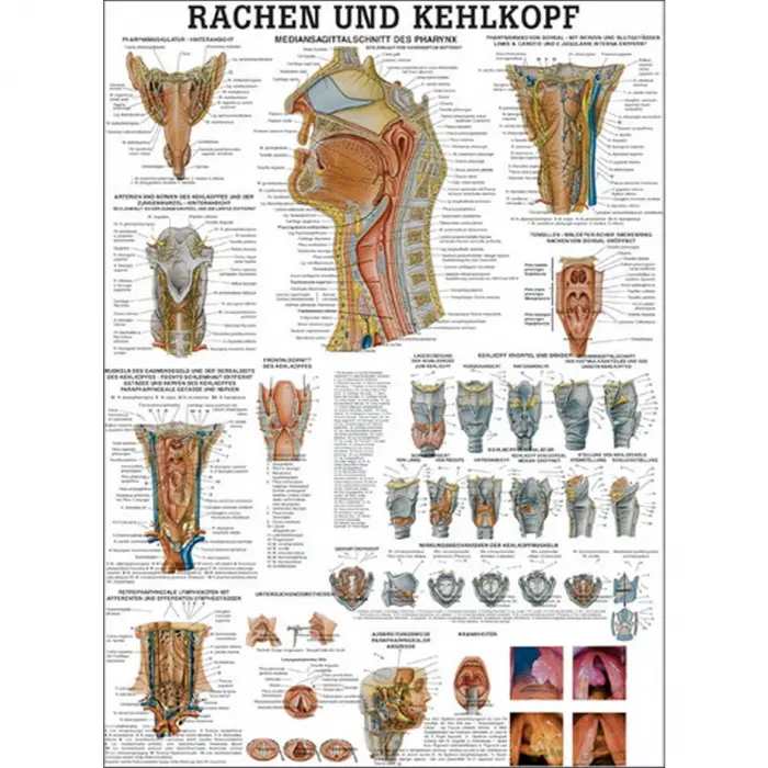 Lehrtafel "Rachen und Kehlkopf" Lehrtafel 70 x 100 cm | unlaminiert