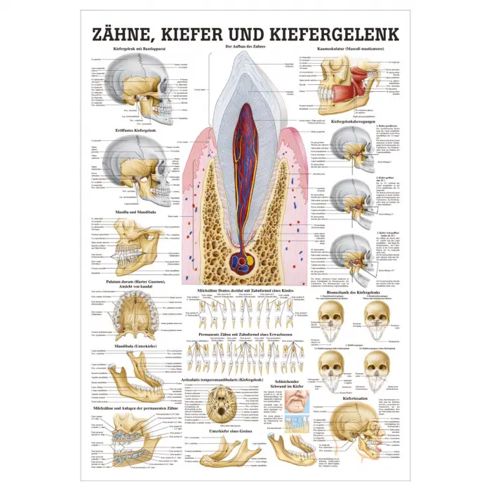 Zähne, Kiefer u. Kiefergelenk Mini-Poster 24 x 34 cm | laminiert