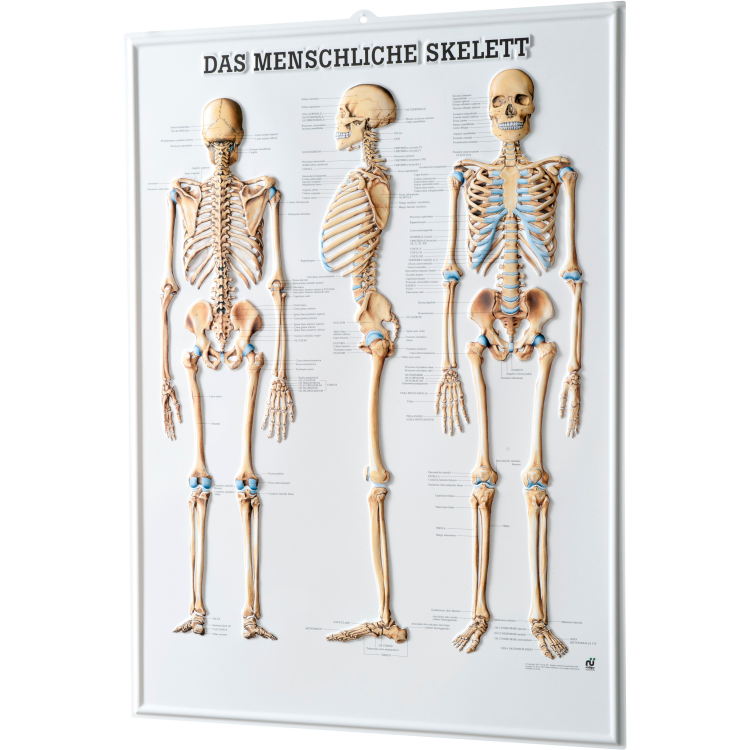 Physio Express | Relieftafel &quot;Das Menschliche Skelett&quot; | online