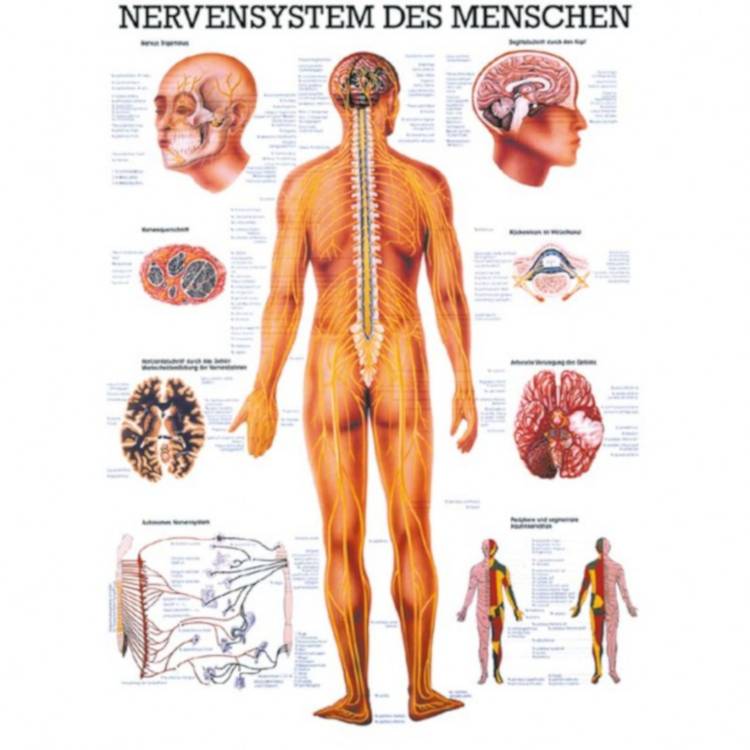 Öffne Miniposter "Nervensystem des Menschen"