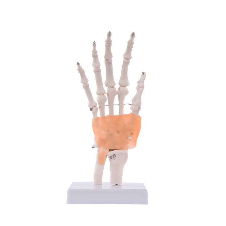 Öffne Anatomisches Hand-Modell