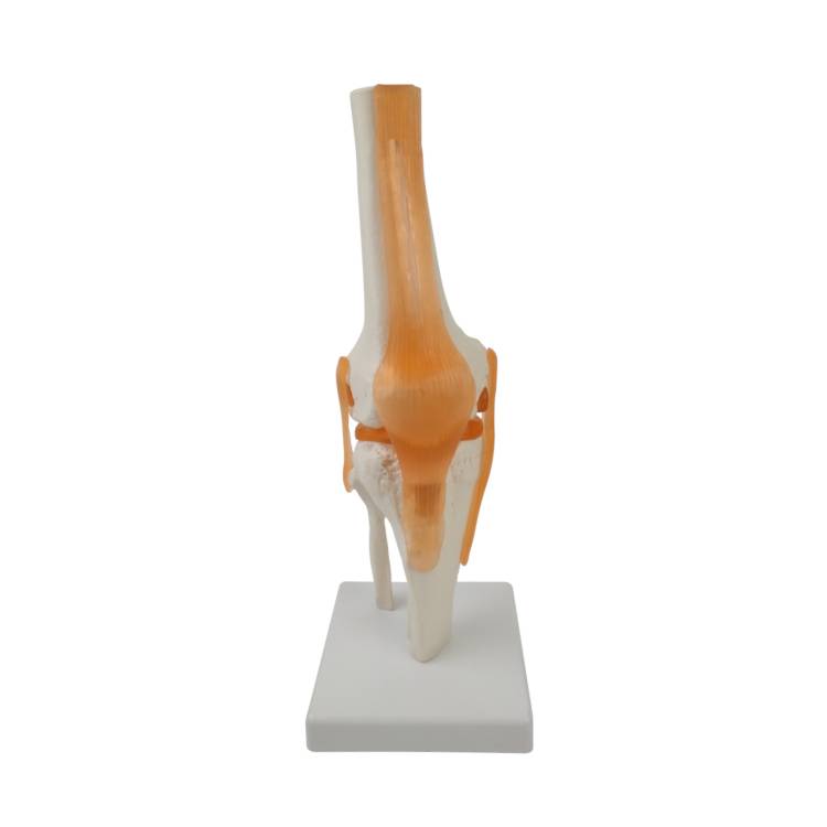 Öffne Anatomisches Knie-Modell mit Bändern