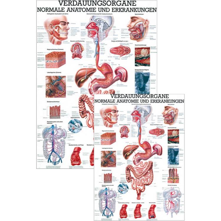 Öffne Lehrmittel "Verdauungsorgane - normale Anatomie u.  Erkrankungen"