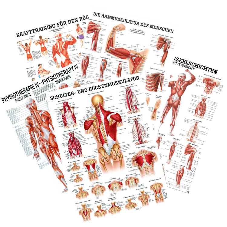 Öffne "Muskelsystem des Menschen" von verschiedenen Körpersequenzen