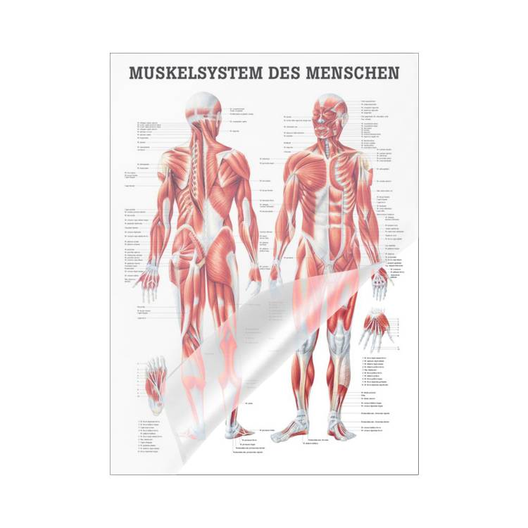 Öffne Mini-Poster, Poster und Lehrtafeln des  "Muskelsystem des Menschen" von verschiedenen Körpersequenzen
