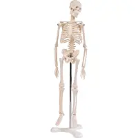 Mini-Skelett, 45cm
