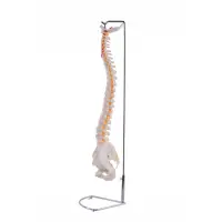 Flexible Wirbelsäule mit Becken