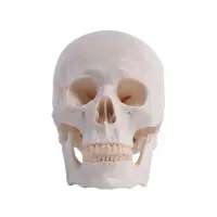 Anatomischer Menschlicher Schädel
