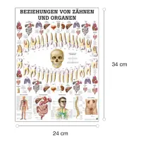 Beziehungen von Zähnen und Organen Mini-Poster 24 x 34 cm | laminiert