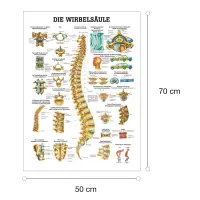 Die Wirbelsäule Poster 50x70cm | laminiert