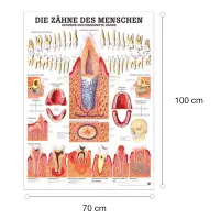 Die Zähne des Menschen Lehrtafel 70 x 100 cm | laminiert