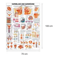 Lehrtafel "Niere u. Harnleiter", "Harnblase u. Harnröhre" Harnblase u. Harnröhre | Lehrtafel 70 x 100 cm | laminiert