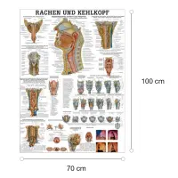 Lehrtafel "Rachen und Kehlkopf" Lehrtafel 70 x 100 cm | unlaminiert