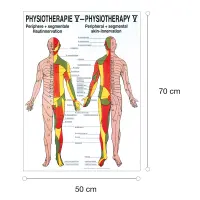 "Physiotherapie I-IX" Physiotherapie V-Hautinnervation | Poster 50 x 70 cm | unlaminiert