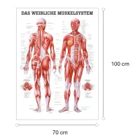 "Muskelsystem des Menschen" von verschiedenen Körpersequenzen Das weibliche Muskelsystem | Lehrtafel 70 x 100 cm | unlaminiert
