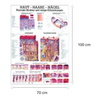Lehrmittel "Haut, Haare und Nägel" Lehrtafel 70 x 100 cm | unlaminiert
