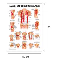 "Muskelsystem des Menschen" von verschiedenen Körpersequenzen Die Bauch- u. Rippenmuskulatur | Poster 50 x 70 cm | unlaminiert