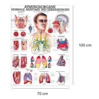 Atmungsorgane des Menschen Lehrtafel 70 x 100 cm | laminiert