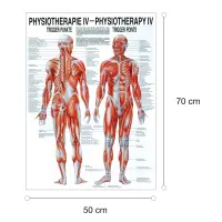 Physiotherapie IV - Triggerpunkte Poster 50 x 70 cm | unlaminiert