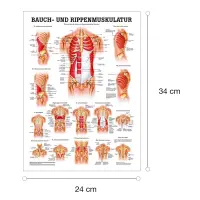 "Muskelsystem des Menschen" von verschiedenen Körpersequenzen Die Bauch- u. Rippenmuskulatur | Mini-Poster 24 x 34 cm | unlaminiert