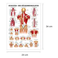 "Muskelsystem des Menschen" von verschiedenen Körpersequenzen Schulter- u. Rückenmuskulatur | Mini-Poster 24 x 34 cm | unlaminiert