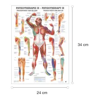 "Physiotherapie I-IX" Physiotherapie IX-Triggerpunkte Arm u. Bein | Mini-Poster 24 x 34 cm | laminiert