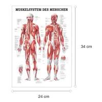 "Muskelsystem des Menschen" von verschiedenen Körpersequenzen Das Muskelsystem des Menschen | Mini-Poster 24 x 34 cm | laminiert