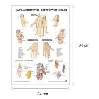 Miniposter "Körperakupunktur" Handakupunktur | Mini-Poster 24 x 34 cm | laminiert