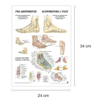 Miniposter "Körperakupunktur" Fußakupunktur | Mini-Poster 24 x 34 cm | laminiert