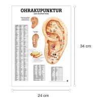 Miniposter "Körperakupunktur" Ohrakupunktur | Mini-Poster 24 x 34 cm | laminiert