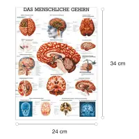 Das menschliche Gehirn Mini-Poster 24 x 34 cm | laminiert