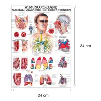 Atmungsorgane des Menschen Mini-Poster 24 x 34 cm | unlaminiert